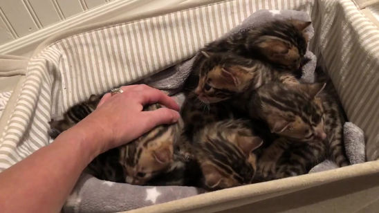 chatons de Mariah
